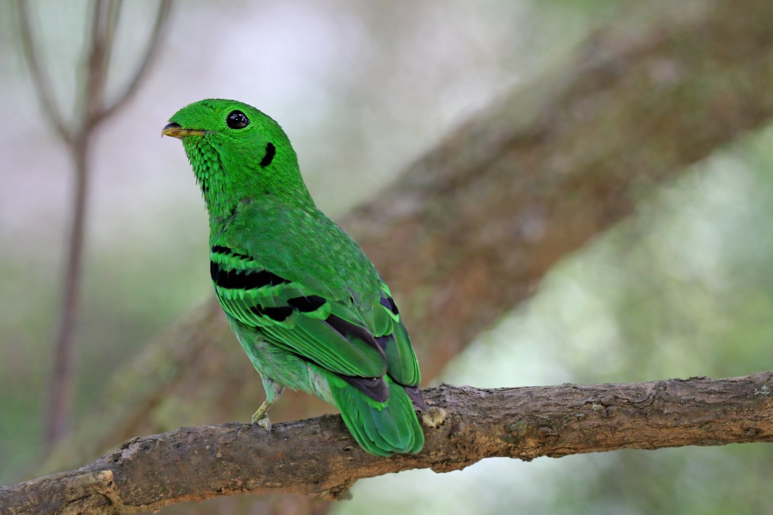 African Green Broadbill
